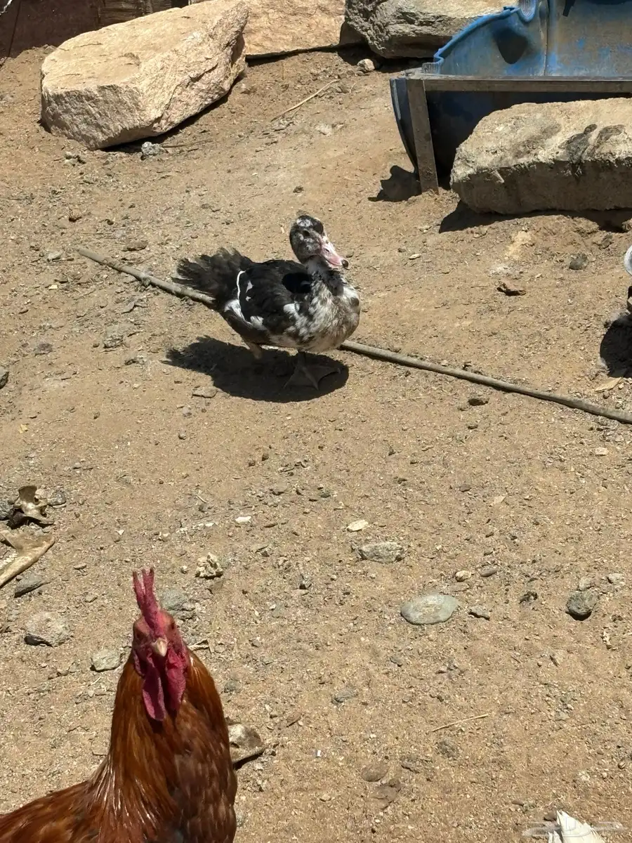 بط للبيع اناث مصري وذكر بكيني 1