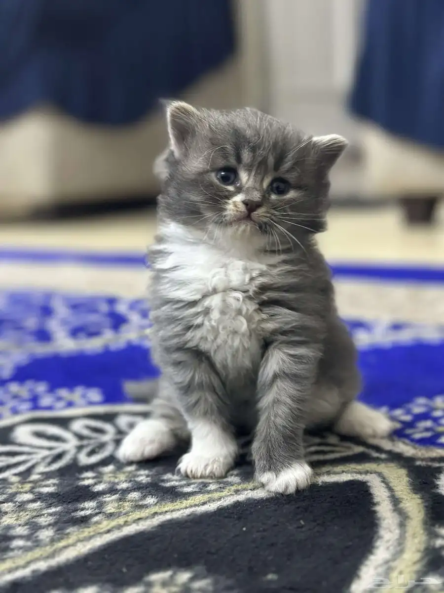 الصالحية 3