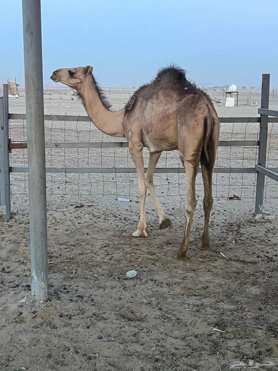 بكره 2