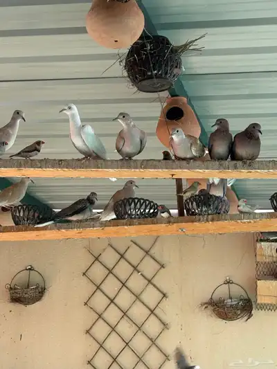 طيور 0