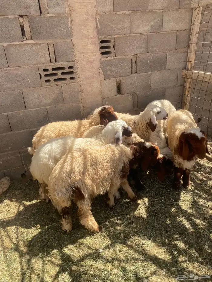 طليان ذبايح 6