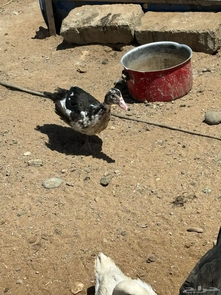 بط للبيع اناث مصري وذكر بكيني 4
