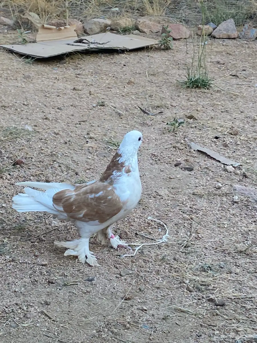 حمام أنثى صفاق مكتف 0
