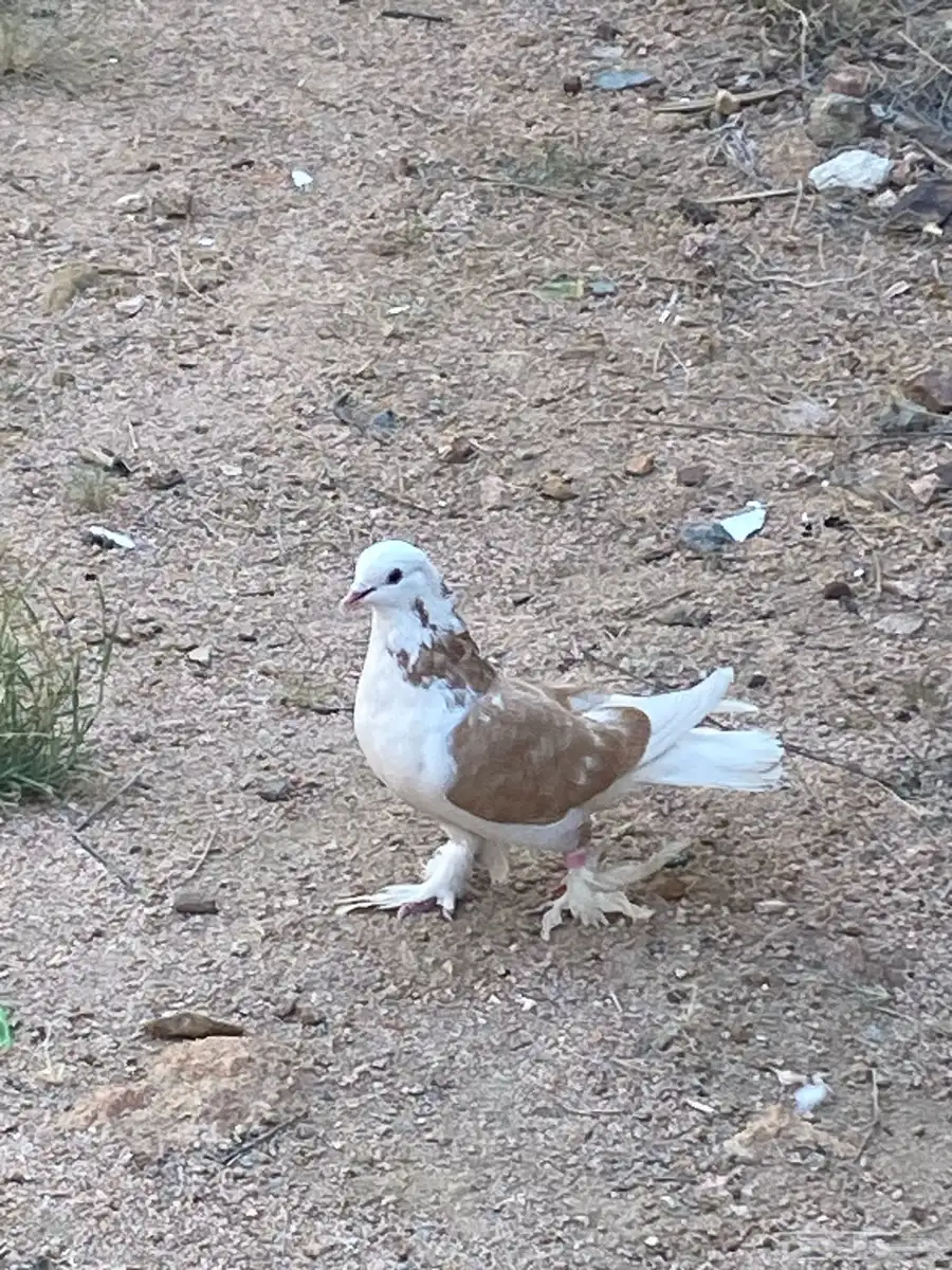 حمام أنثى صفاق مكتف 1