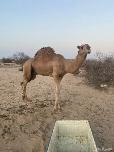 جمل حمر سنه رباع 0