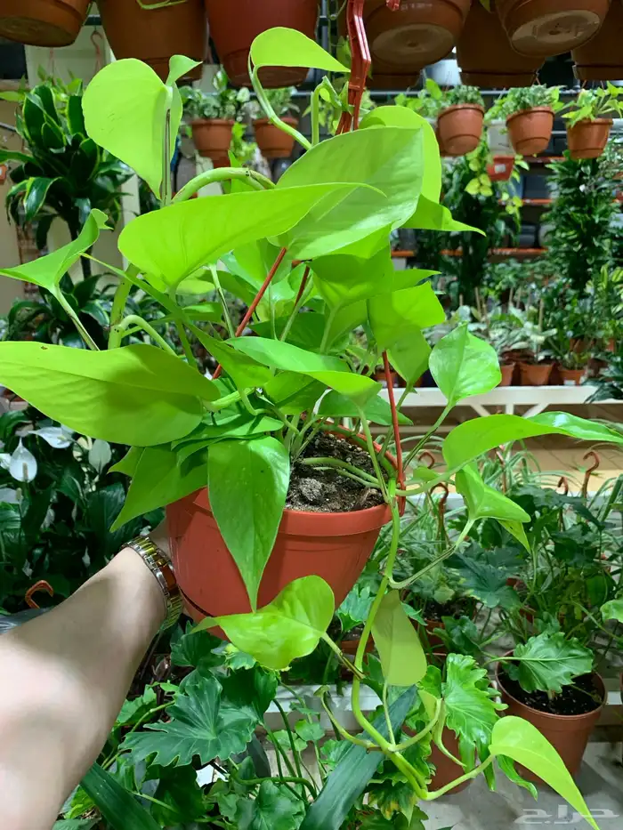 الإستشارات مجانية 11