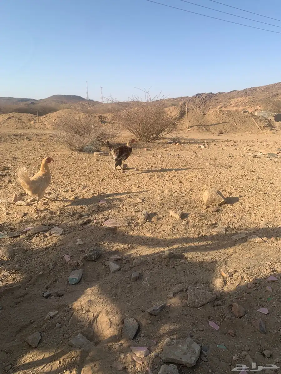 ديك دجاج 3