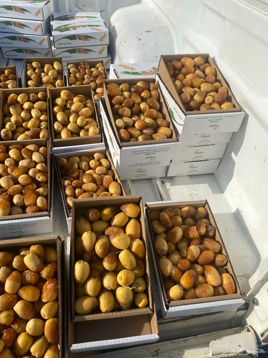 نبة خلاص وادي حبة كبير وحالي 3