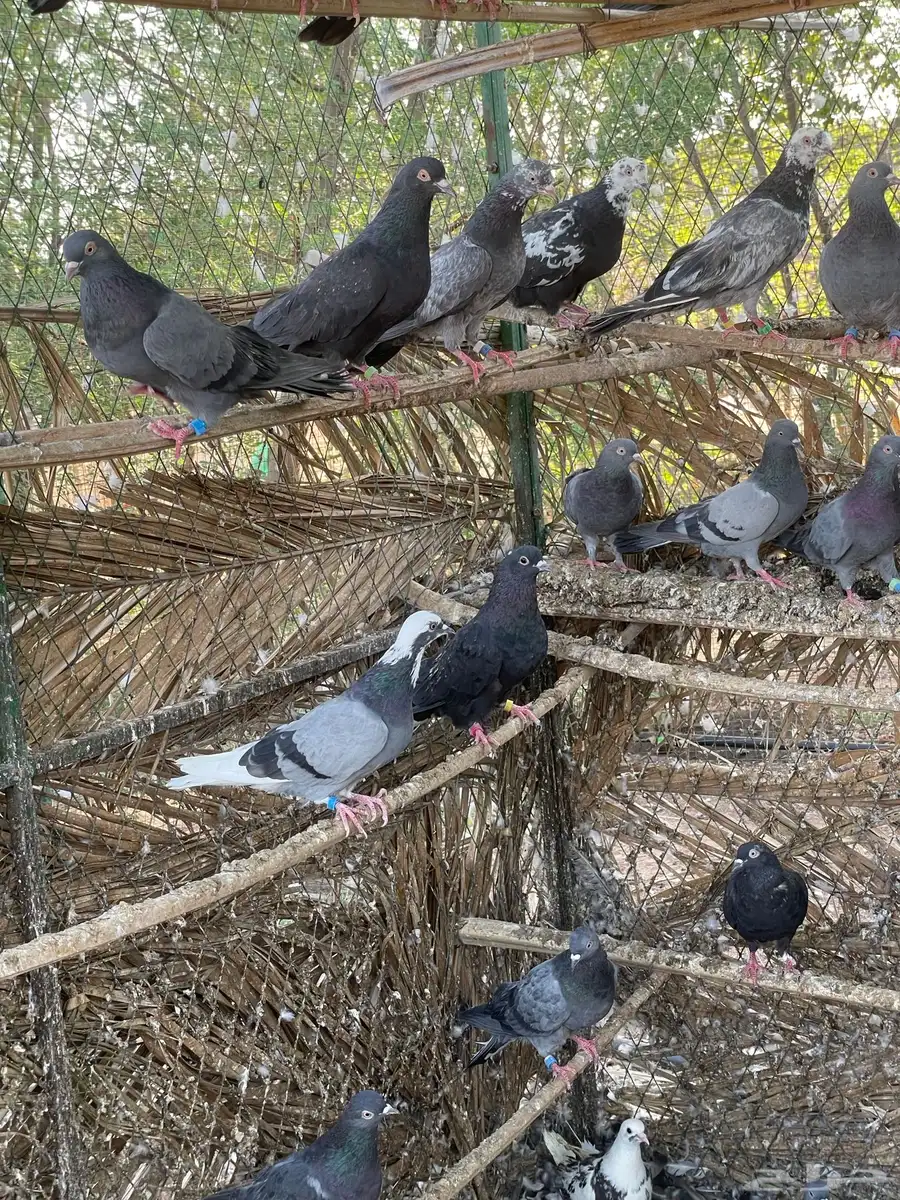 حمام 0