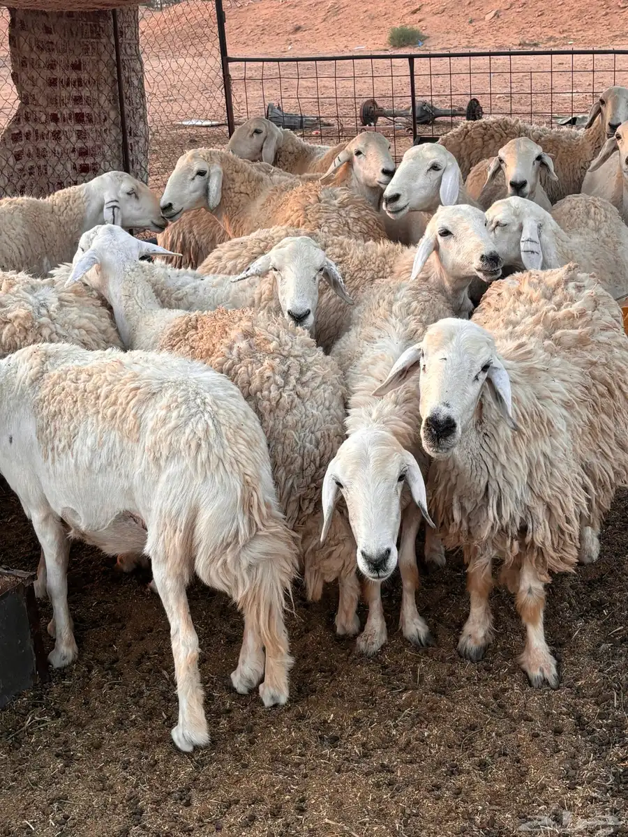 حريات طيبات بلحيل سمان وبره وجرم. 7