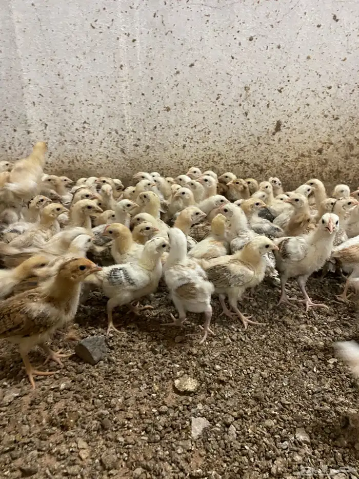 صوص بلدي فواخر 4