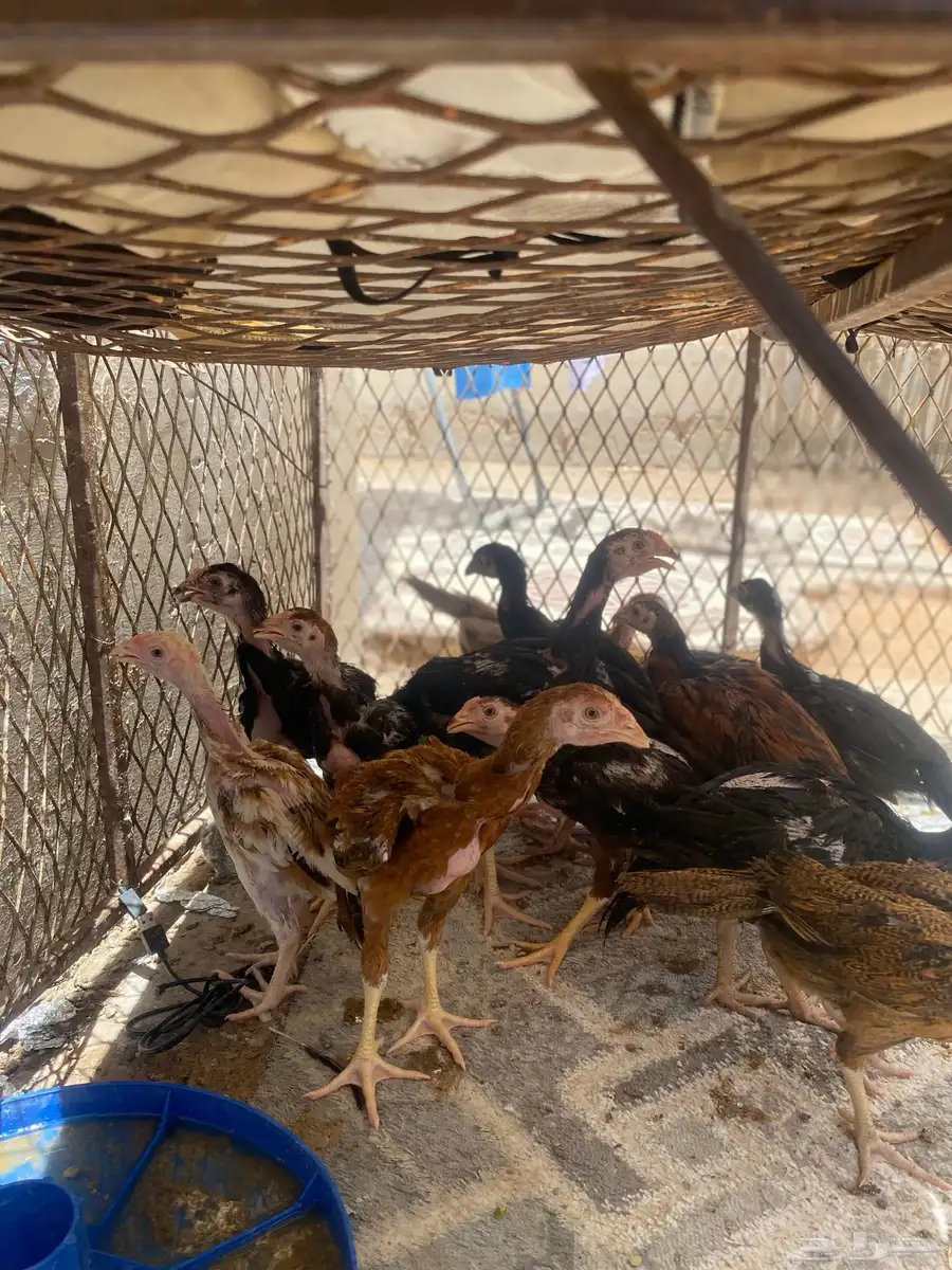 صوص باكستاني  تم البيع 0