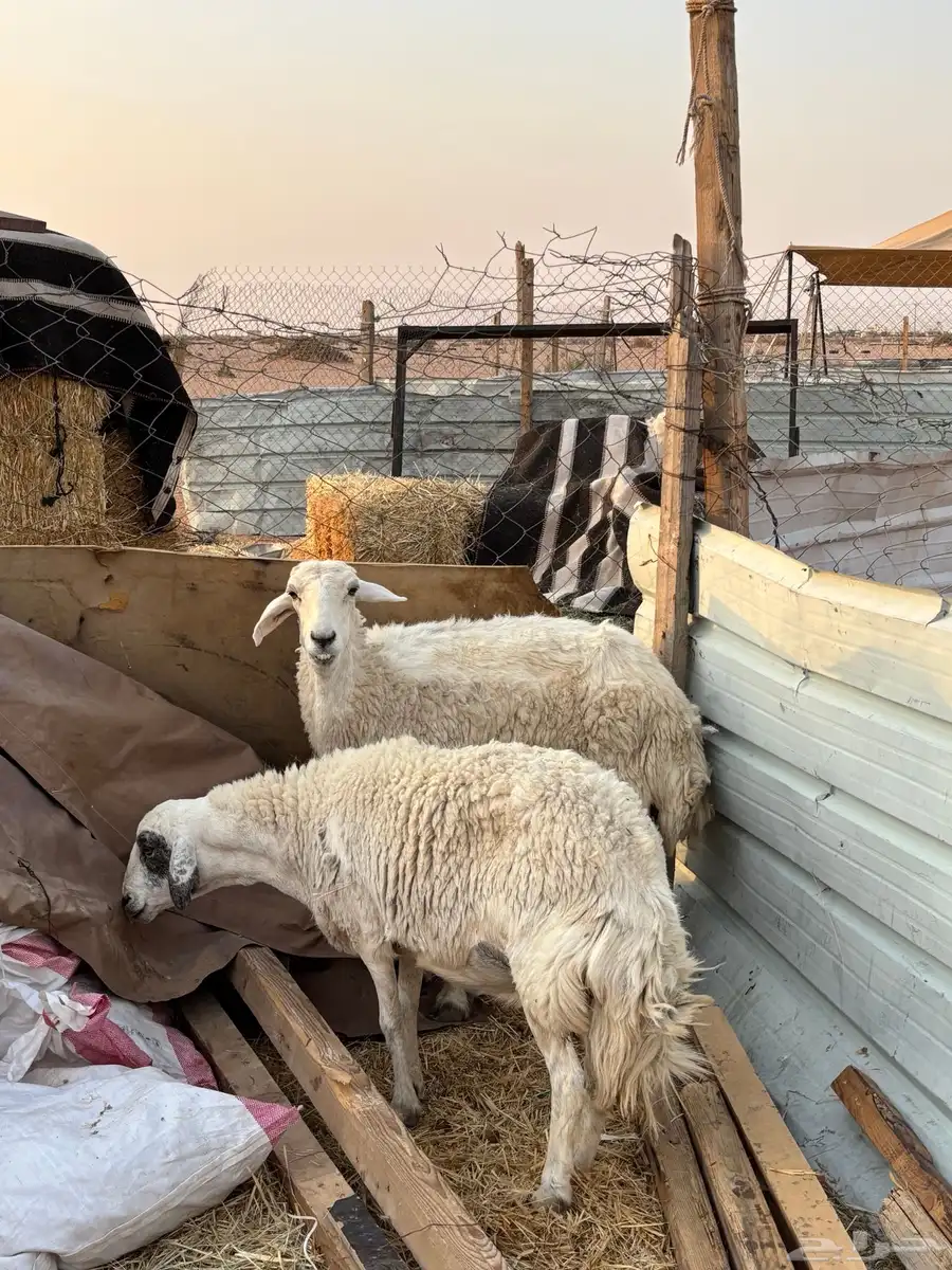 حريات للبيع 2