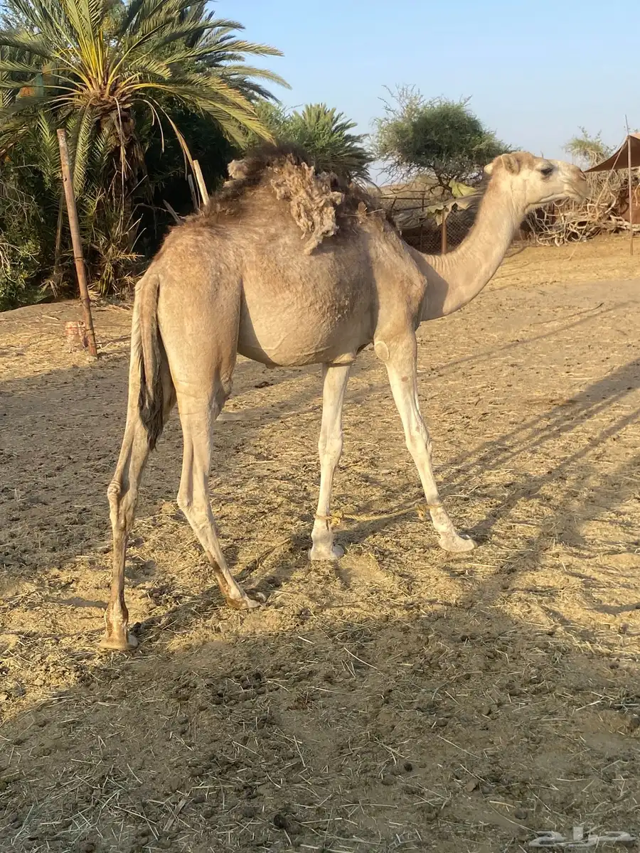 للبيع بكره عربيه عمرها سنه و شهرين الموقع  طريب 3