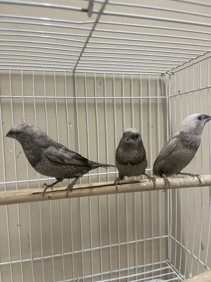 بنقليز طفرة مميزة ( تم البيع ) 8