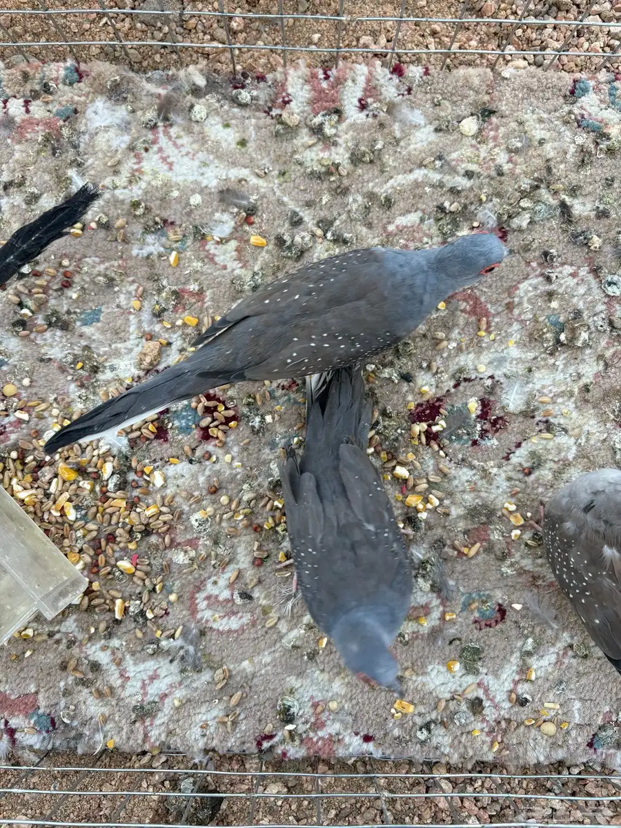 قماري ماسي ويمام النخيل تم بيع يمام النخيل وجوز ماسي 3