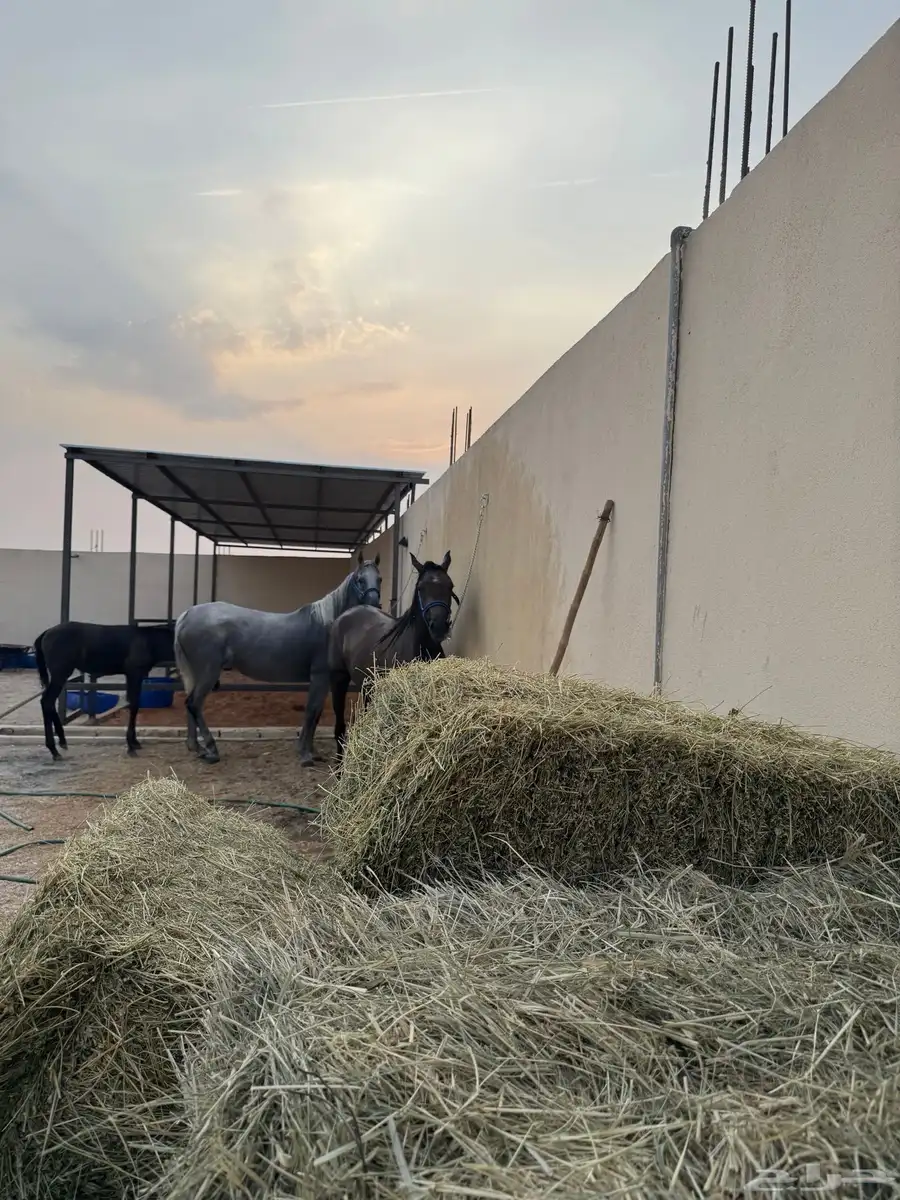 ايواء خيل طريق رماح أيواء خيل   خلف محطة صحارى 2