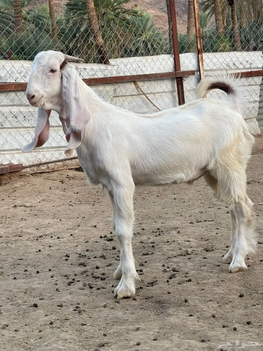 فحل معزا 0