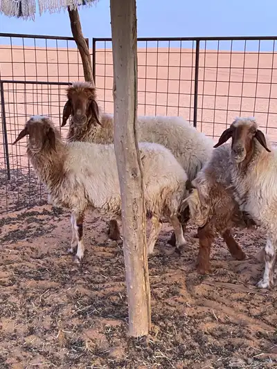 شياه نعيم 5
