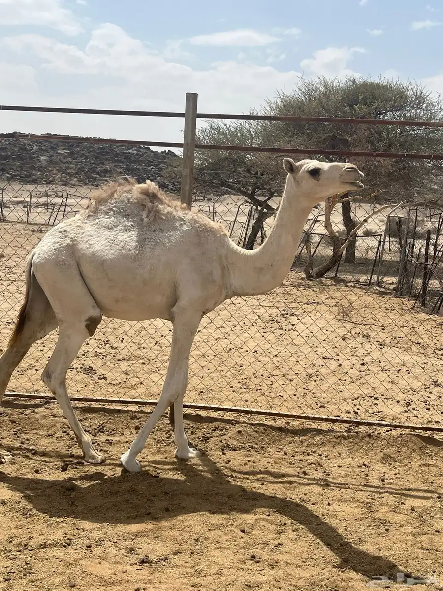 بكره على السوم 3