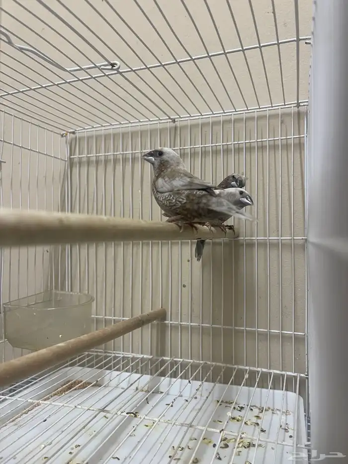 بنقليز طفرة مميزة ( تم البيع ) 10