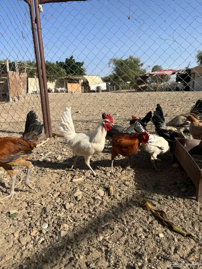 دجاج للبيع كبار وصغار 17