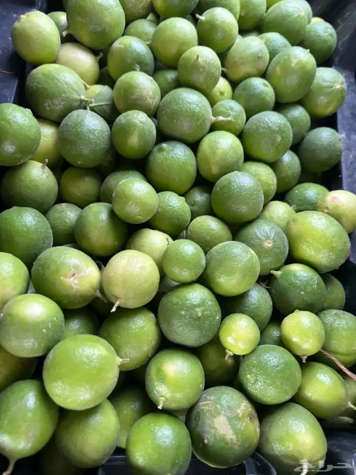 ليمون ابوزهيره حبه كبير 0