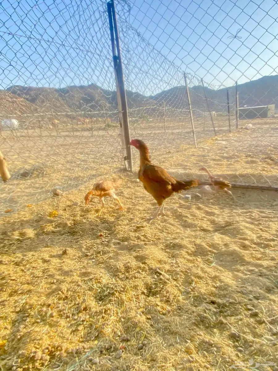 للبيع دجاجه 1