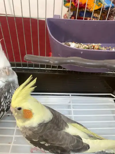 حيوان طير كروان انثى وذكر 3