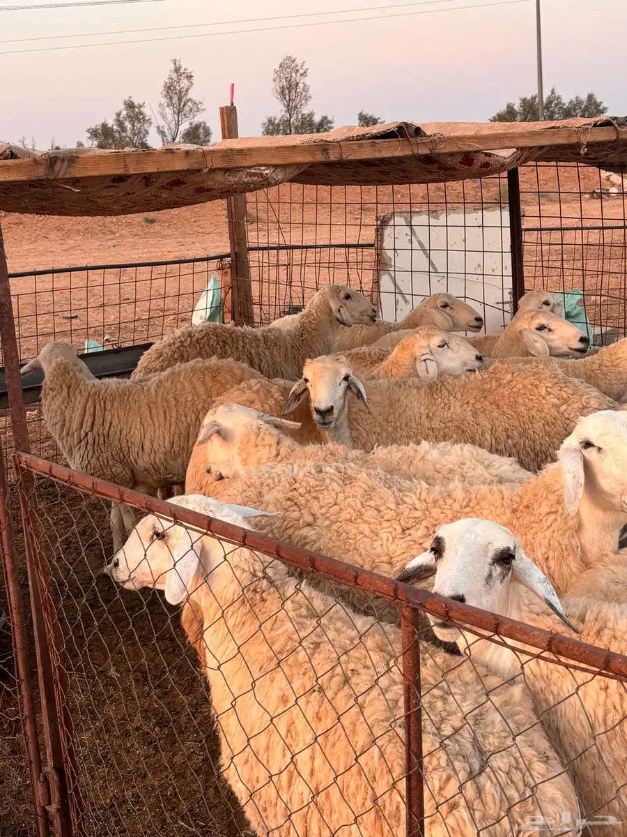 حريات طيبات بلحيل سمان وبره وجرم. 1