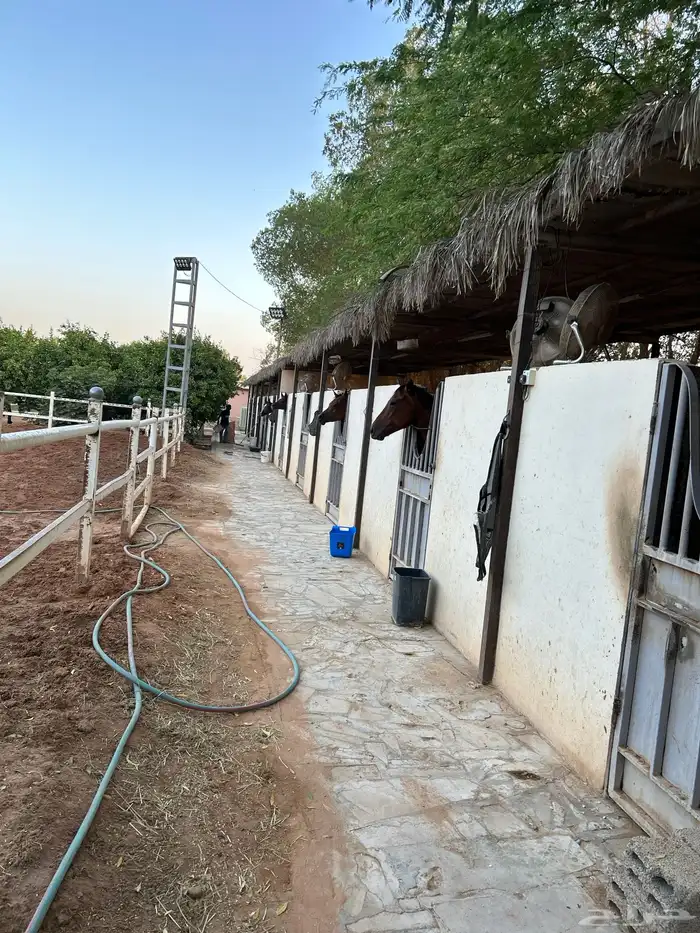ايواء خيل المزاحمية 5