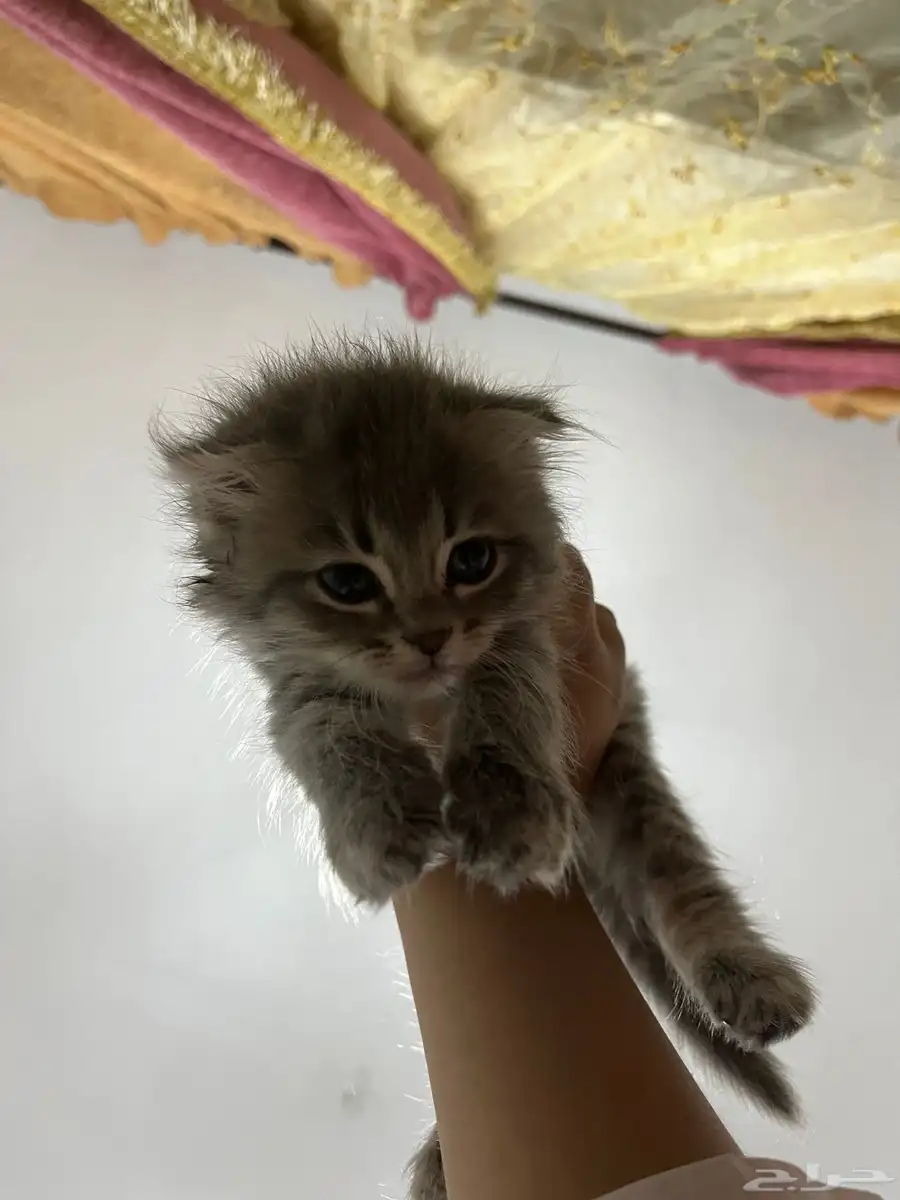 بسه شيرازي. معها مستلزماتها ب1000 3