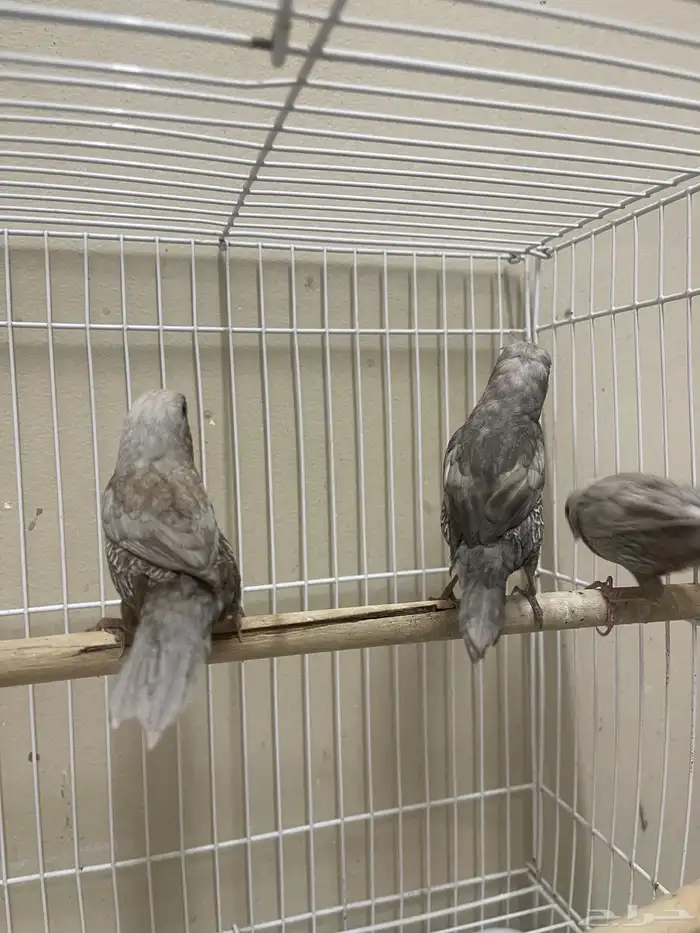 بنقليز طفرة مميزة ( تم البيع ) 7