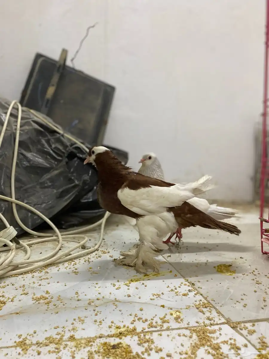 حمام نفاخ 4
