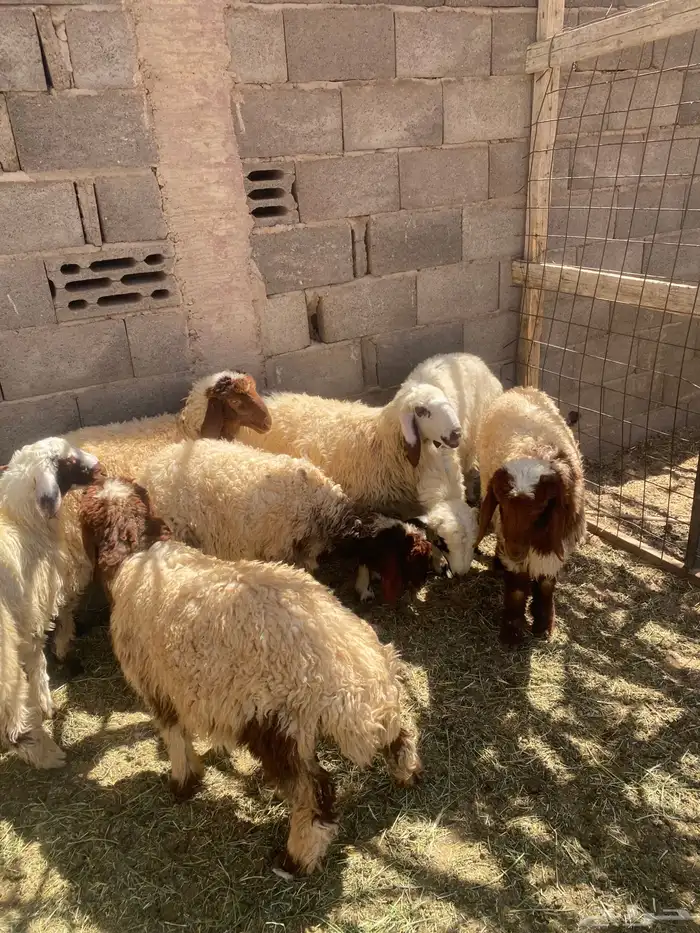 طليان ذبايح 7