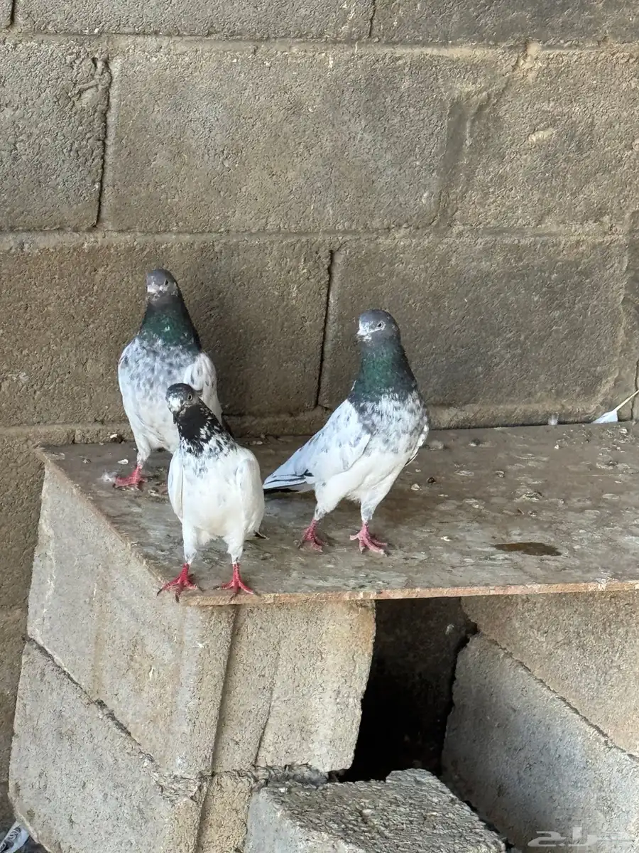 ازواج حمام با كستاني منتج للبيع نظيف وع الشرط 1