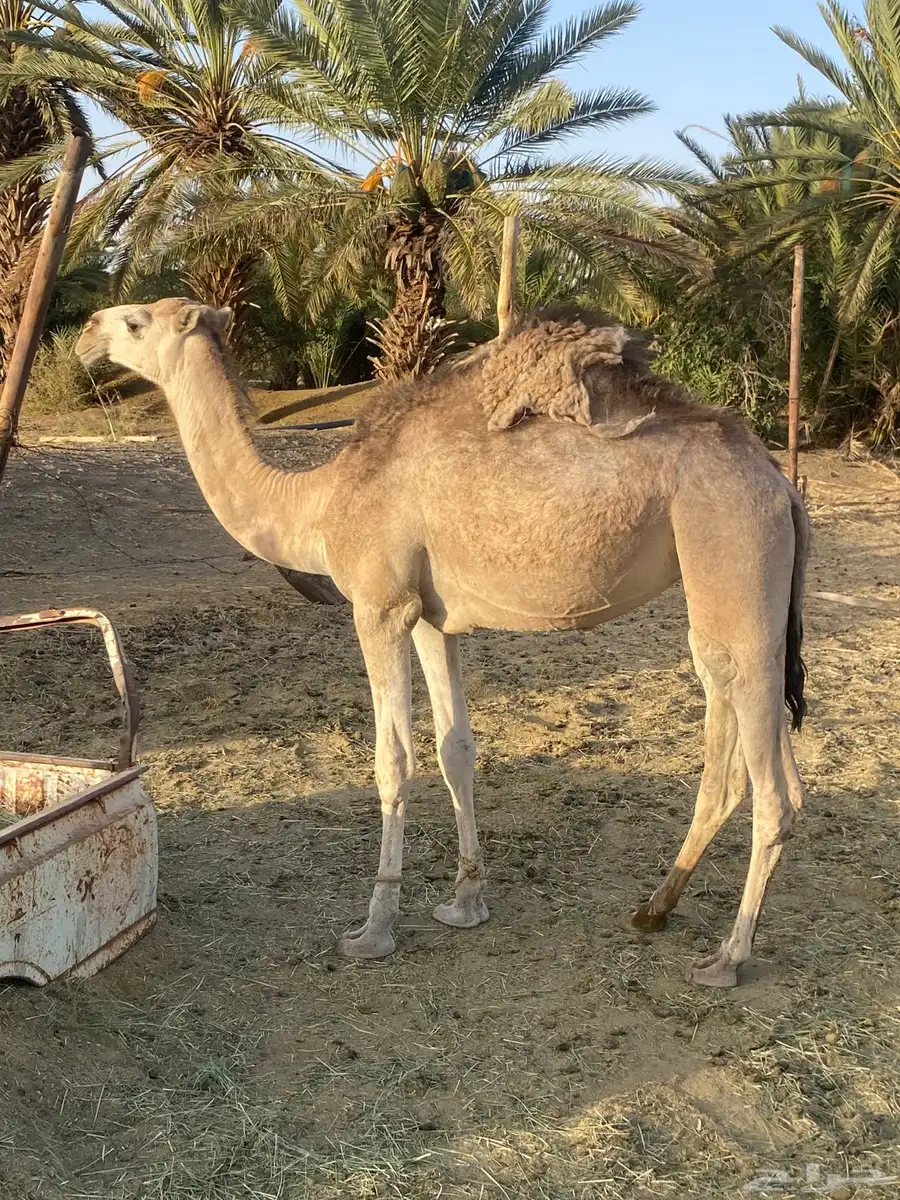 للبيع بكره عربيه عمرها سنه و شهرين الموقع  طريب 1