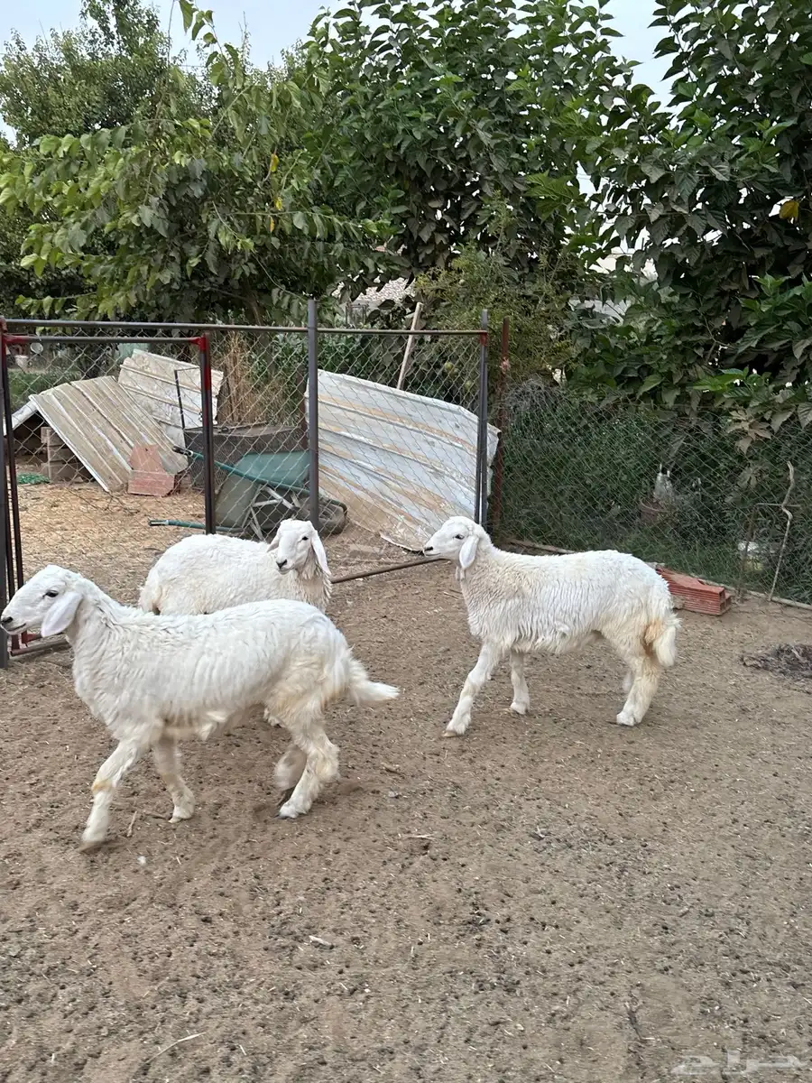 رخال 1