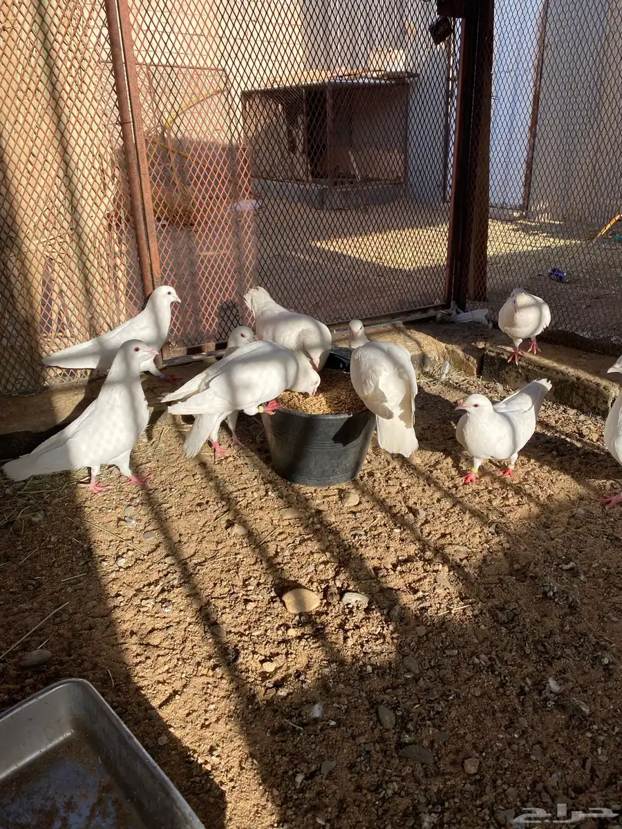 حمام فرنسي 1