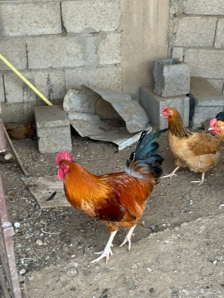 طقم دجاج تركي 1