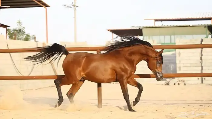 متاحه التشبيه لوجه الله على الفحل الشهير ميراج السكب 2