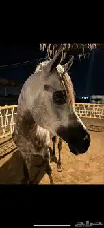 حلاقة جمال خيل 0