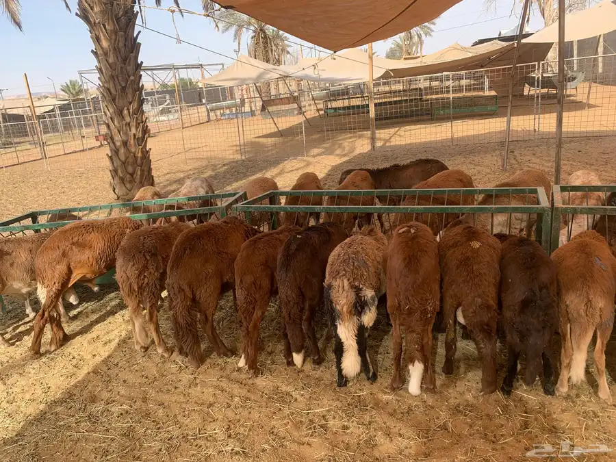 نعيمي اردني مرابى 1