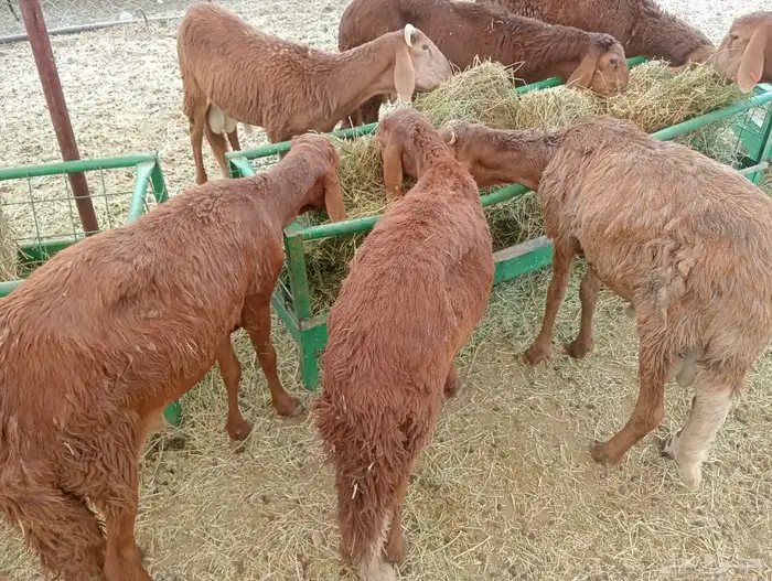 سواكن وبرابر محصنه جمله وتفريد 1