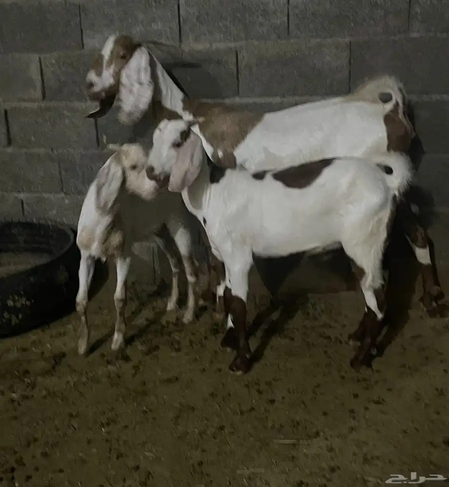 عنز صنف الصنف للبيع 9