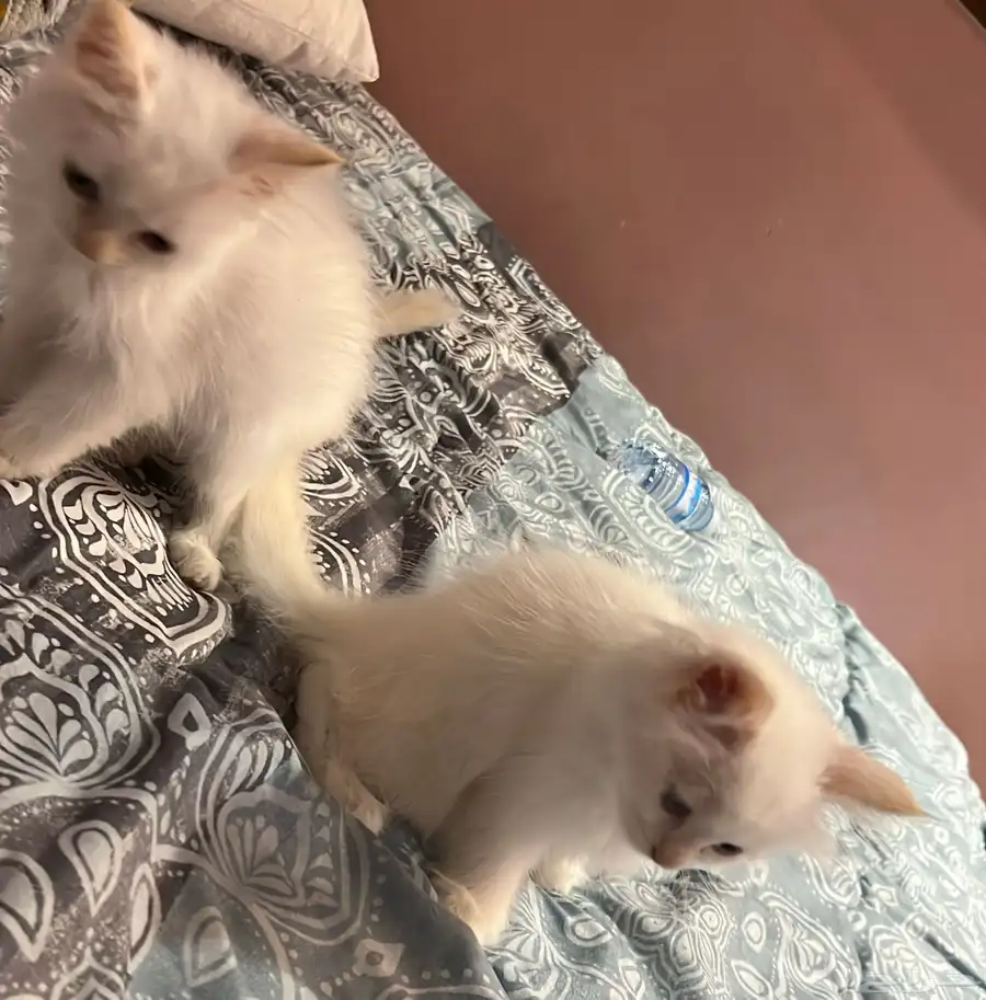 قطط شيرازيه للتبني 0
