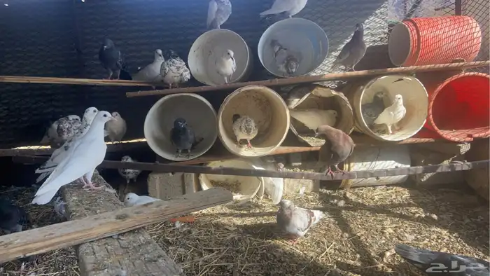 حمام بلدي شرط وإنتاج ماشاءالله عليه. التواصل 0