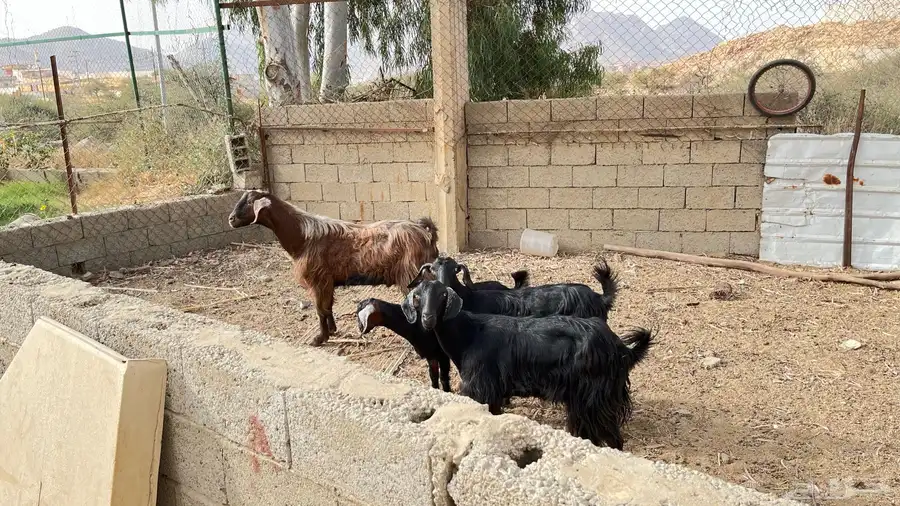معزاء للبيع 0