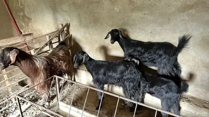 معزاء للبيع 2