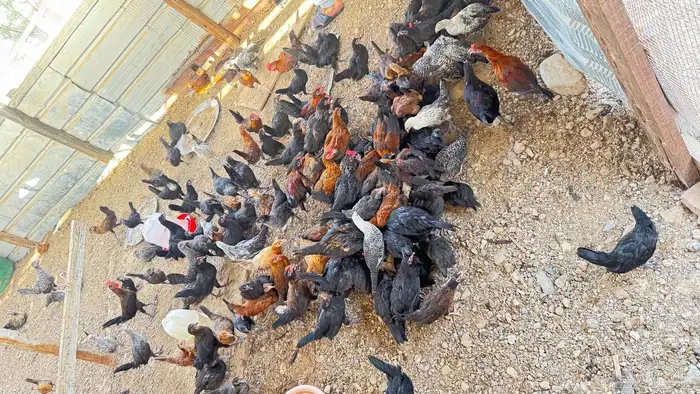 دجاج للبيع 4